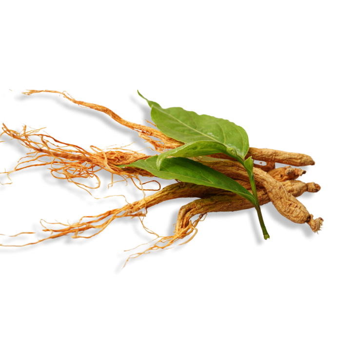 Korean Mountain Ginseng Stem Cell